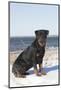 Rottweiler on Snowy Upper Beach by a Long Island Sound Beach, Madison, Connecticut, USA-Lynn M^ Stone-Mounted Photographic Print