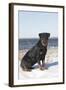 Rottweiler on Snowy Upper Beach by a Long Island Sound Beach, Madison, Connecticut, USA-Lynn M^ Stone-Framed Photographic Print