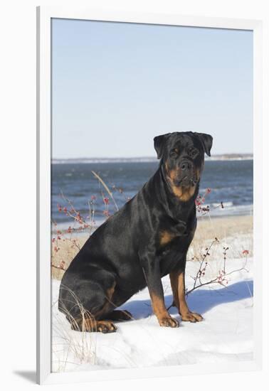 Rottweiler on Snowy Upper Beach by a Long Island Sound Beach, Madison, Connecticut, USA-Lynn M^ Stone-Framed Photographic Print