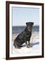 Rottweiler on Snowy Upper Beach by a Long Island Sound Beach, Madison, Connecticut, USA-Lynn M^ Stone-Framed Photographic Print