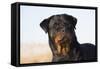 Rottweiler Portrait on Winter Beach, Guilford, Connecticut, USA-Lynn M^ Stone-Framed Stretched Canvas