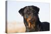 Rottweiler Portrait on Winter Beach, Guilford, Connecticut, USA-Lynn M^ Stone-Stretched Canvas