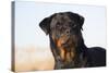 Rottweiler Portrait on Winter Beach, Guilford, Connecticut, USA-Lynn M^ Stone-Stretched Canvas