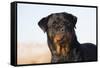 Rottweiler Portrait on Winter Beach, Guilford, Connecticut, USA-Lynn M^ Stone-Framed Stretched Canvas