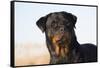 Rottweiler Portrait on Winter Beach, Guilford, Connecticut, USA-Lynn M^ Stone-Framed Stretched Canvas