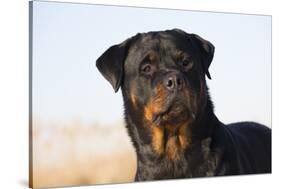 Rottweiler Portrait on Winter Beach, Guilford, Connecticut, USA-Lynn M^ Stone-Stretched Canvas