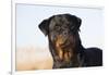 Rottweiler Portrait on Winter Beach, Guilford, Connecticut, USA-Lynn M^ Stone-Framed Photographic Print