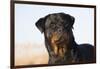 Rottweiler Portrait on Winter Beach, Guilford, Connecticut, USA-Lynn M^ Stone-Framed Photographic Print