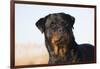 Rottweiler Portrait on Winter Beach, Guilford, Connecticut, USA-Lynn M^ Stone-Framed Photographic Print