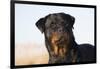 Rottweiler Portrait on Winter Beach, Guilford, Connecticut, USA-Lynn M^ Stone-Framed Photographic Print