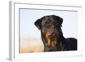 Rottweiler Portrait on Winter Beach, Guilford, Connecticut, USA-Lynn M^ Stone-Framed Photographic Print