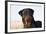 Rottweiler Portrait on Winter Beach, Guilford, Connecticut, USA-Lynn M^ Stone-Framed Photographic Print