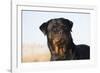 Rottweiler Portrait on Winter Beach, Guilford, Connecticut, USA-Lynn M^ Stone-Framed Photographic Print