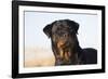 Rottweiler Portrait on Winter Beach, Guilford, Connecticut, USA-Lynn M^ Stone-Framed Photographic Print