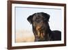 Rottweiler Portrait on Winter Beach, Guilford, Connecticut, USA-Lynn M^ Stone-Framed Photographic Print