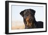 Rottweiler Portrait on Winter Beach, Guilford, Connecticut, USA-Lynn M^ Stone-Framed Photographic Print