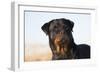 Rottweiler Portrait on Winter Beach, Guilford, Connecticut, USA-Lynn M^ Stone-Framed Photographic Print