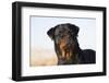 Rottweiler Portrait on Winter Beach, Guilford, Connecticut, USA-Lynn M^ Stone-Framed Photographic Print