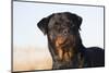 Rottweiler Portrait on Winter Beach, Guilford, Connecticut, USA-Lynn M^ Stone-Mounted Photographic Print