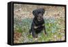 Rottweiler Pup in Blue Flowers, Waterford, Connecticut, USA-Lynn M^ Stone-Framed Stretched Canvas