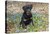 Rottweiler Pup in Blue Flowers, Waterford, Connecticut, USA-Lynn M^ Stone-Stretched Canvas