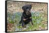 Rottweiler Pup in Blue Flowers, Waterford, Connecticut, USA-Lynn M^ Stone-Framed Stretched Canvas
