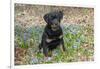 Rottweiler Pup in Blue Flowers, Waterford, Connecticut, USA-Lynn M^ Stone-Framed Photographic Print