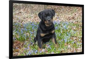 Rottweiler Pup in Blue Flowers, Waterford, Connecticut, USA-Lynn M^ Stone-Framed Photographic Print