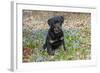 Rottweiler Pup in Blue Flowers, Waterford, Connecticut, USA-Lynn M^ Stone-Framed Photographic Print