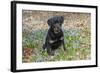 Rottweiler Pup in Blue Flowers, Waterford, Connecticut, USA-Lynn M^ Stone-Framed Photographic Print