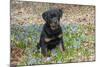 Rottweiler Pup in Blue Flowers, Waterford, Connecticut, USA-Lynn M^ Stone-Mounted Photographic Print