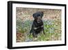 Rottweiler Pup in Blue Flowers, Waterford, Connecticut, USA-Lynn M^ Stone-Framed Photographic Print