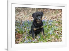 Rottweiler Pup in Blue Flowers, Waterford, Connecticut, USA-Lynn M^ Stone-Framed Photographic Print