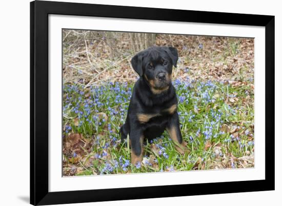 Rottweiler Pup in Blue Flowers, Waterford, Connecticut, USA-Lynn M^ Stone-Framed Photographic Print