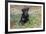 Rottweiler Pup in Blue Flowers, Waterford, Connecticut, USA-Lynn M^ Stone-Framed Photographic Print