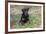 Rottweiler Pup in Blue Flowers, Waterford, Connecticut, USA-Lynn M^ Stone-Framed Photographic Print