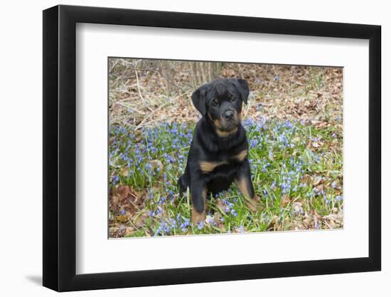 Rottweiler Pup in Blue Flowers, Waterford, Connecticut, USA-Lynn M^ Stone-Framed Photographic Print