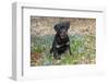 Rottweiler Pup in Blue Flowers, Waterford, Connecticut, USA-Lynn M^ Stone-Framed Photographic Print