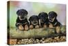 Rottweiler Puppies in a Row Looking over Log-null-Stretched Canvas