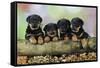 Rottweiler Puppies in a Row Looking over Log-null-Framed Stretched Canvas