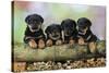 Rottweiler Puppies in a Row Looking over Log-null-Stretched Canvas