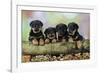 Rottweiler Puppies in a Row Looking over Log-null-Framed Photographic Print