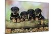 Rottweiler Puppies in a Row Looking over Log-null-Mounted Photographic Print