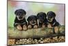 Rottweiler Puppies in a Row Looking over Log-null-Mounted Photographic Print