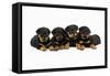 Rottweiler Puppies Laying in a Row-null-Framed Stretched Canvas