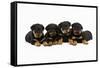 Rottweiler Puppies Laying in a Row-null-Framed Stretched Canvas