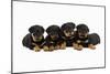 Rottweiler Puppies Laying in a Row-null-Mounted Photographic Print