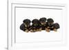 Rottweiler Puppies Laying in a Row-null-Framed Photographic Print