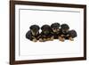 Rottweiler Puppies Laying in a Row-null-Framed Photographic Print