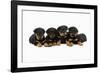 Rottweiler Puppies Laying in a Row-null-Framed Photographic Print